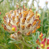 Kidney Vetch