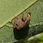 Percevejo / Stink bug