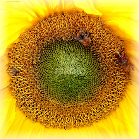 rendez-vous by Claudio Minghi - Flowers Single Flower