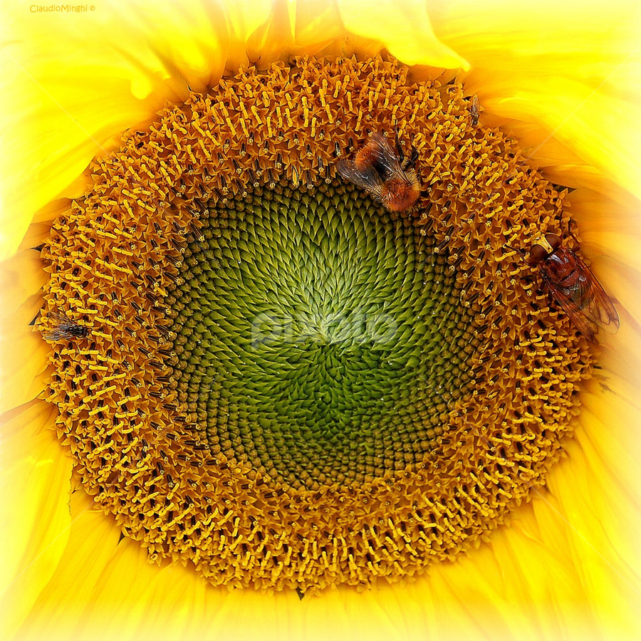 rendez-vous by Claudio Minghi - Flowers Single Flower