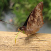 Mariposa agathina emperador