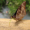 Mariposa agathina emperador