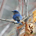 Eastern Bluebird