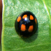 Orange-spotted Ladybird Beetle