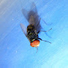 Nocturnal Blowfly