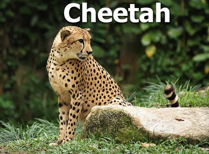 Lastest The Animals Book APK for Android