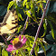 EasternTiger Swallowtail