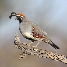 Quail posing  by Ruth Jolly - Animals Birds