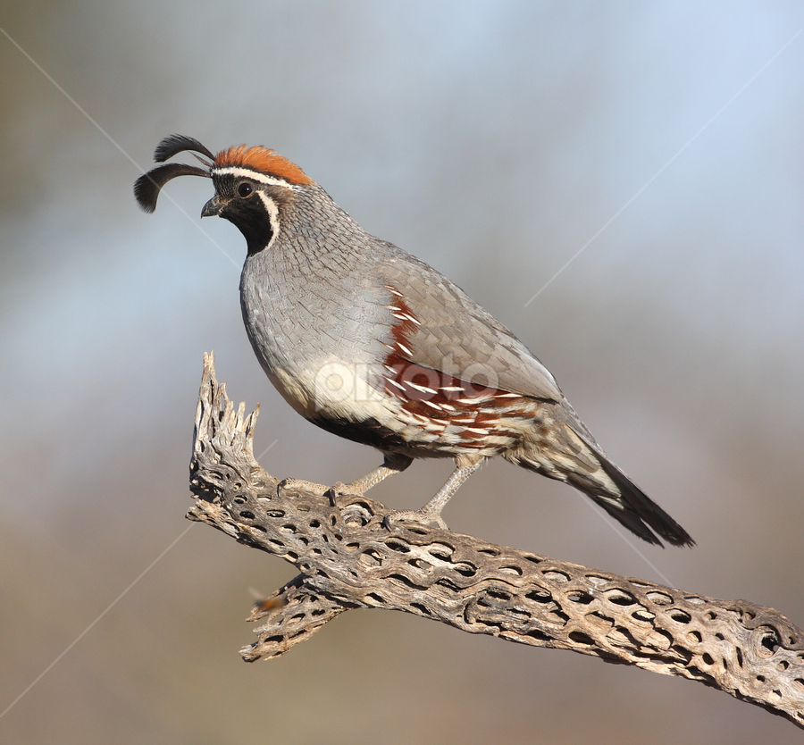 Quail posing  by Ruth Jolly - Animals Birds