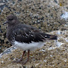 Black turnstone