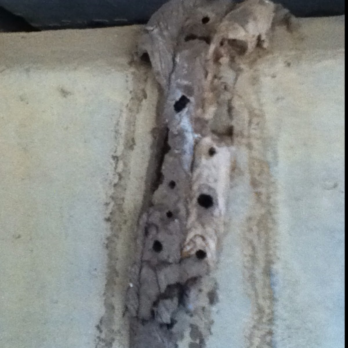 Mud Dauber nest?