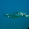 Green Sea Turtle