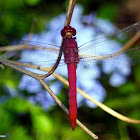 Carmine Skimmer Dragonfly