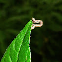 Looper Larva