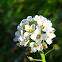 Sweet Alyssum