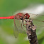 Libélula (Dragonfly)