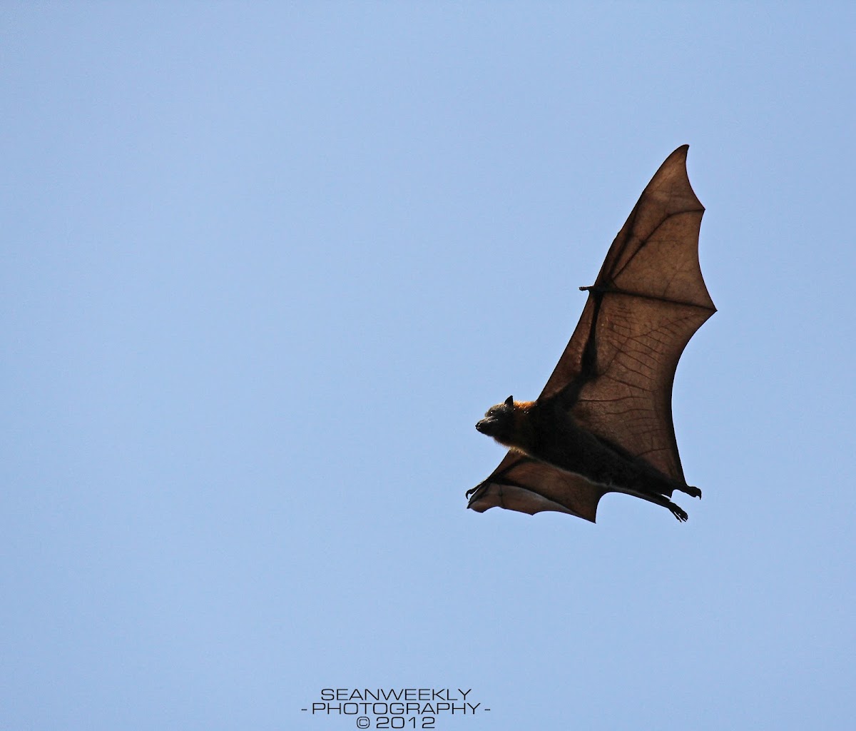 Grey Headed Flying Fox