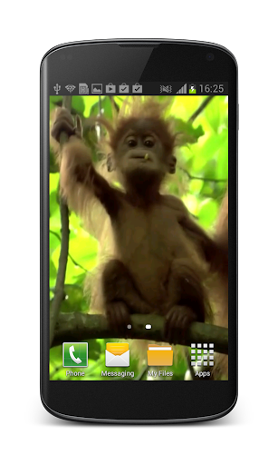 Baby Monkey Live Wallpaper