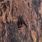 Brazilian Long-Nosed Bat