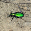 Six-spotted TIger Beetle