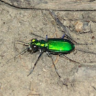 Six-spotted TIger Beetle