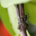 black ant mimic salticid