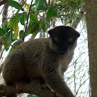 Common brown lemur
