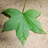 Sweetgum leaf