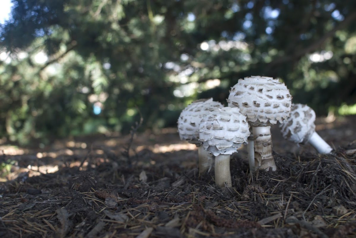 Parasol mushroom