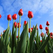 Free Flowers Collection