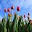 Free Flowers Collection Download on Windows