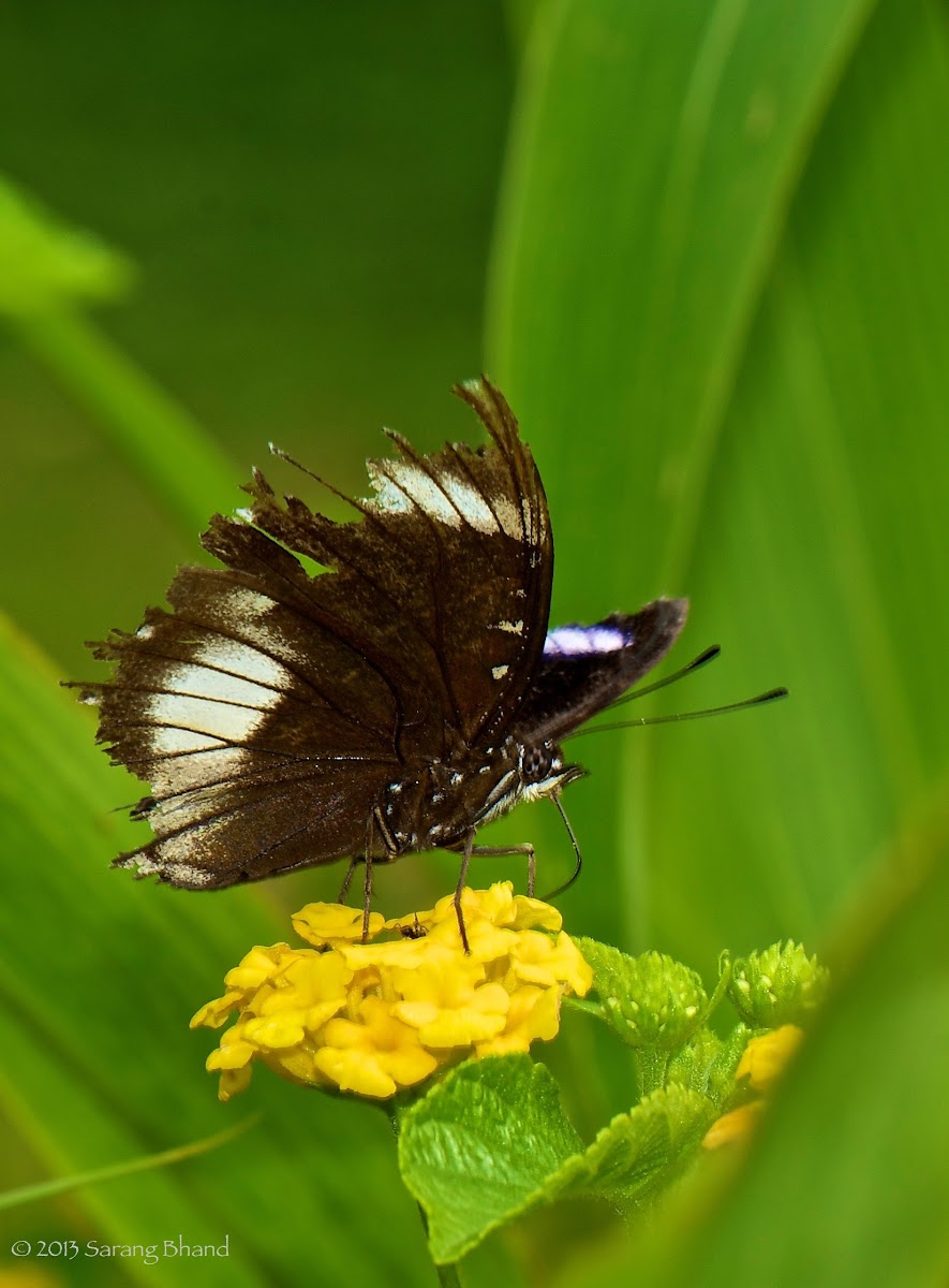 Great Eggfly