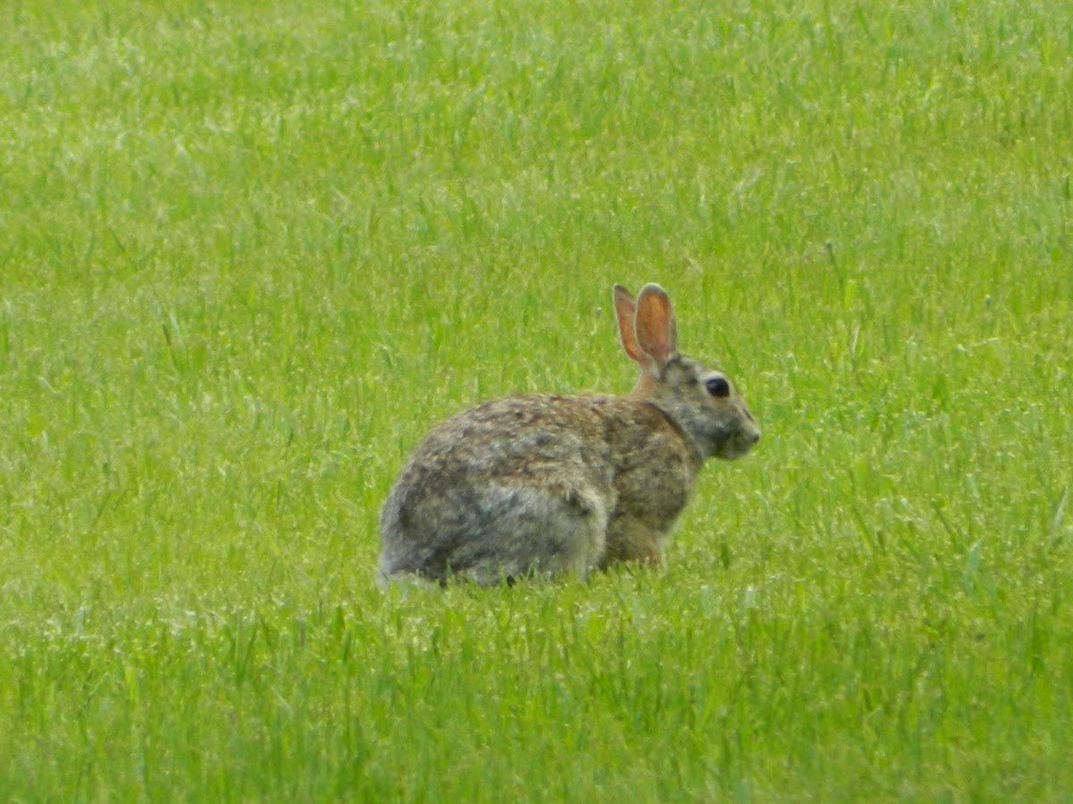 Mountain Cottontail