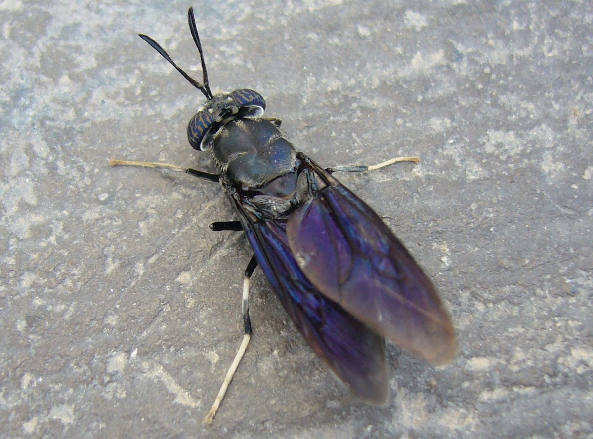 Mosca soldado negra (hembra)