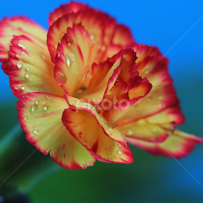 by Dipali S - Digital Art Things