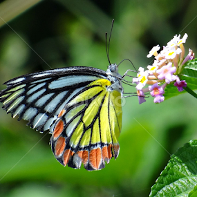 The honey sucker by Subrata Sarkar - Animals Insects & Spiders