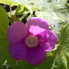 Purple Flowered Raspberry
