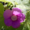 Purple Flowered Raspberry