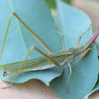 Slantface grasshopper