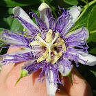 Purple Passionflower