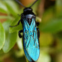 Black flower wasp