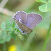 Grass blue and egg
