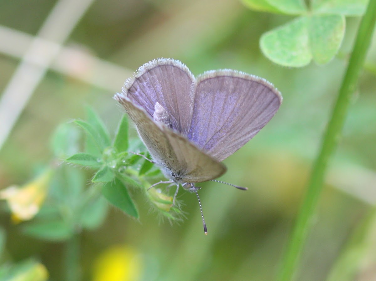 Grass blue and egg