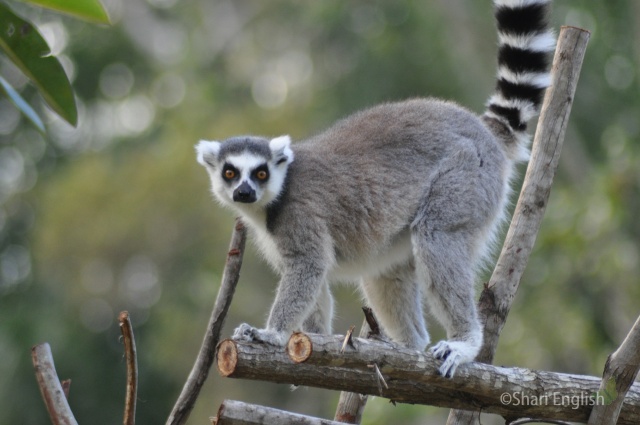 Ring Tailed Lemur