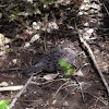 Baby Mourning dove