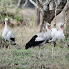 Stork, White Stork