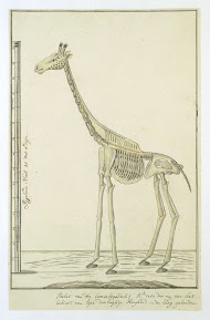 Giraffa camelopardalis (Giraffe), skeleton