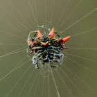 Spiny backed Orb Weaver Spider