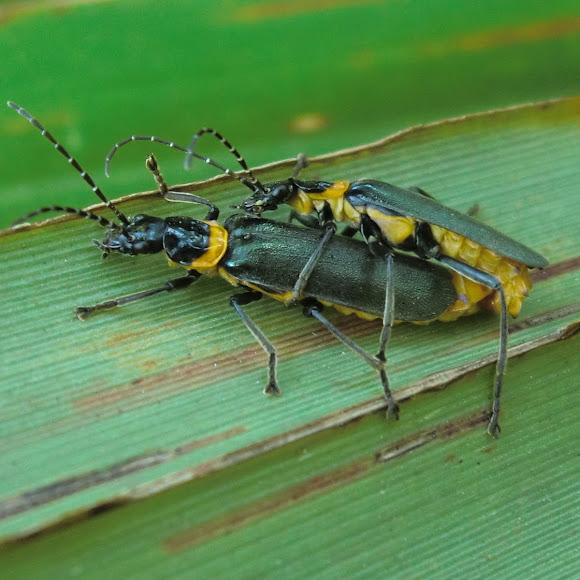 Plague Soldier Beetle Project Noah