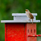 House Wrens